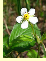 Земляника лесная (Fragaria vesca L.) Земляника лесная (Fragaria vesca L.)